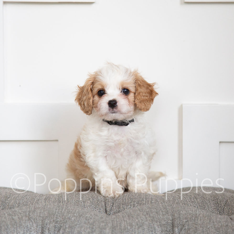Poppins-4972