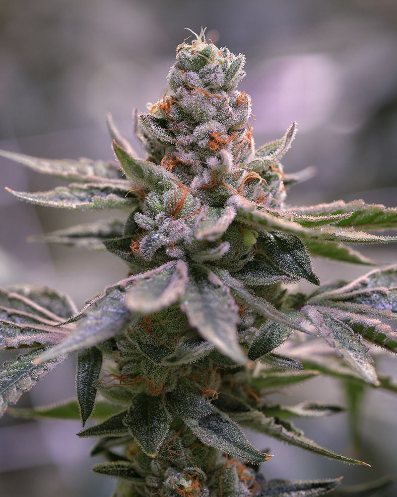 Cannabis-Bluete.jpg