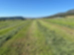 Thumbnail: Premium 3rd Cut Timothy Hay