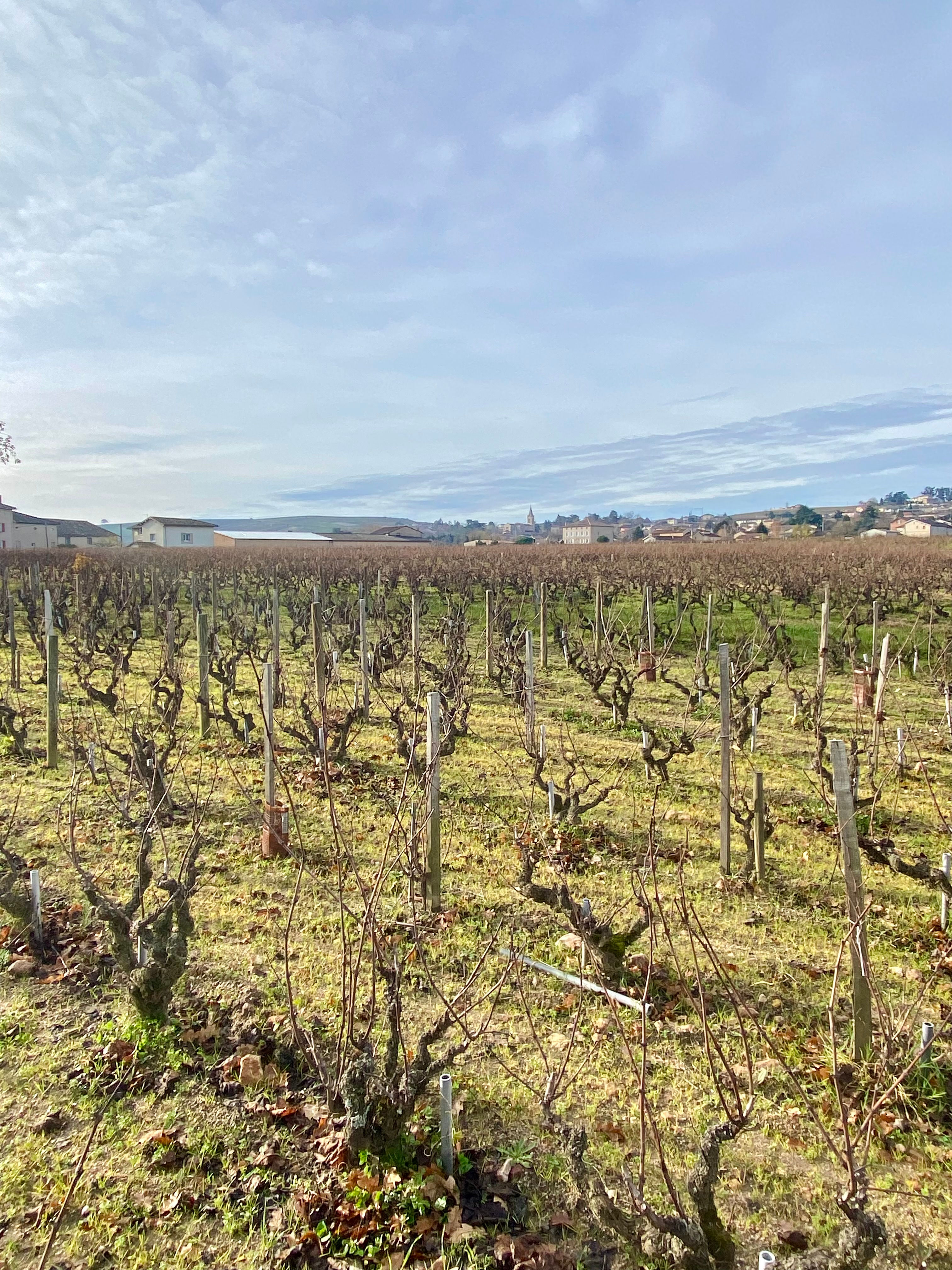 Vignes du Domaine Lapierre à Morgon