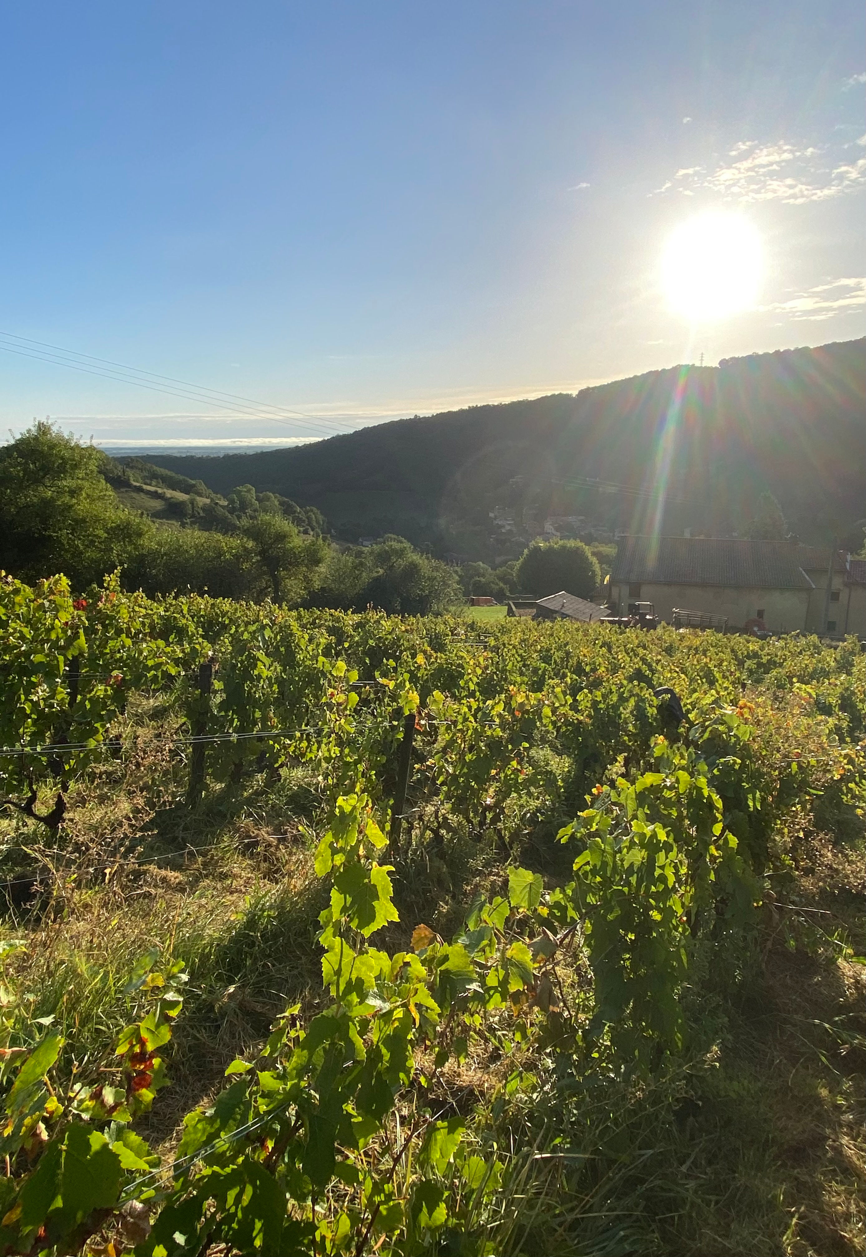 Vignes dans les coteaux du Lyonnais