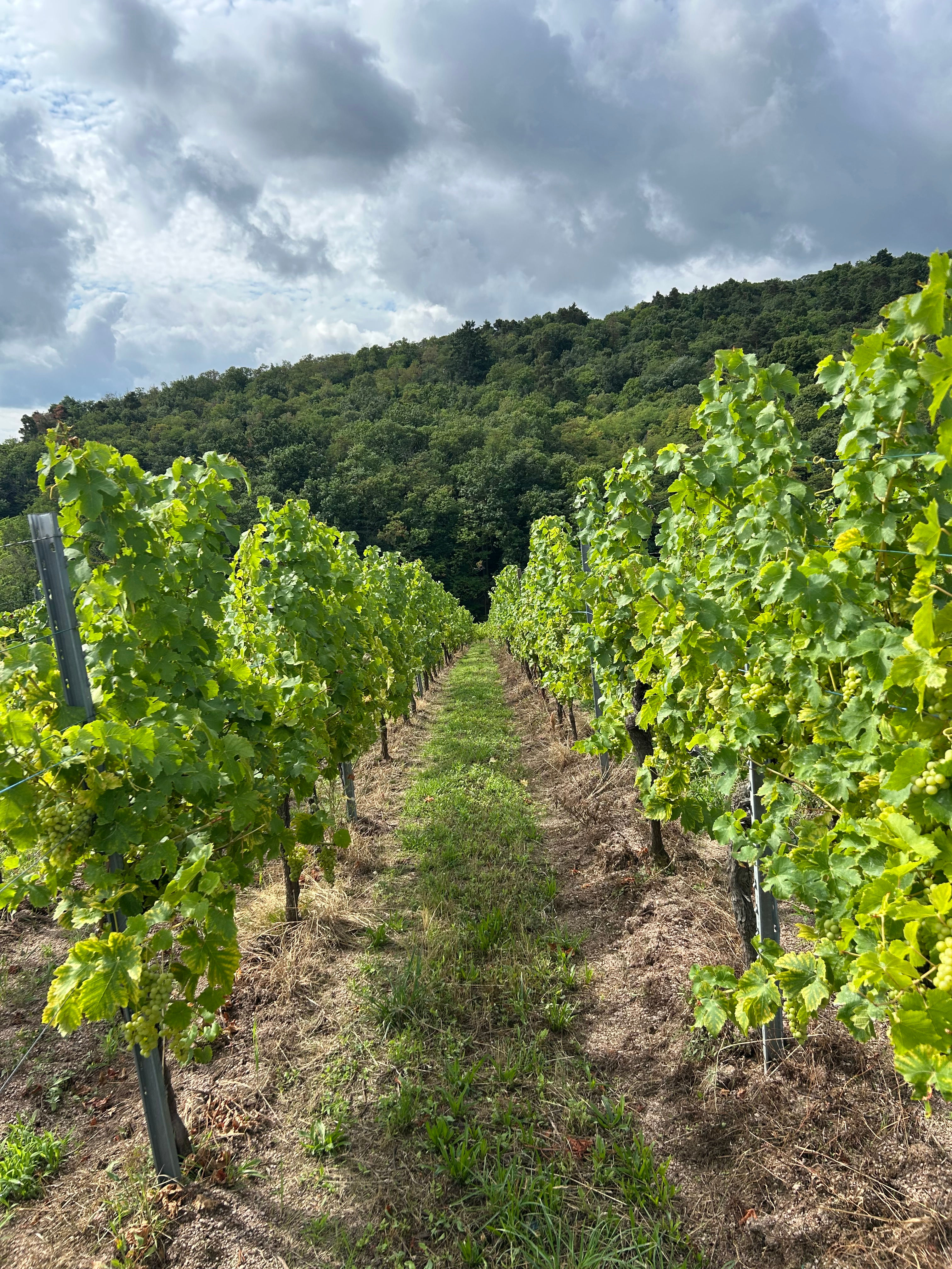 Vignes dans le Beaujolais
