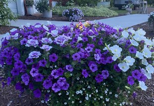 IMG_7433.jpeg