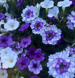 IMG_7436.jpeg
