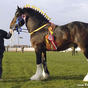 ab71efcabc386bce7bdc78de04027a47--pink-punch-shire-horse.jpg