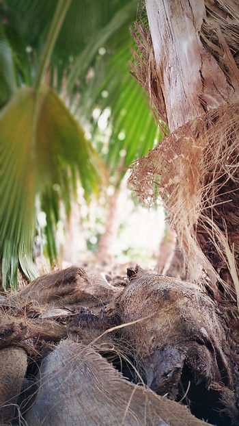 Palmstam, palmskräp - Hawaiian style