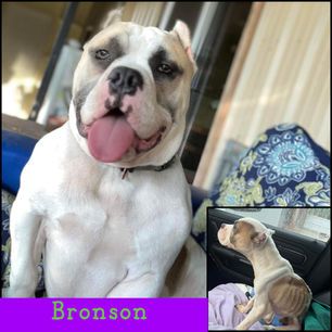 Bronson's Transformation