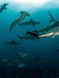 AWARE SHARK CONSERVATION