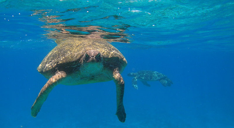 Green turtle Aldabra (photo by Sam Balderson)