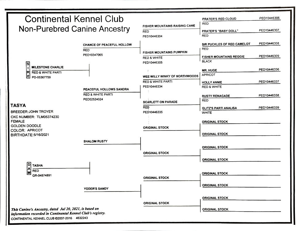 CKC pedigree