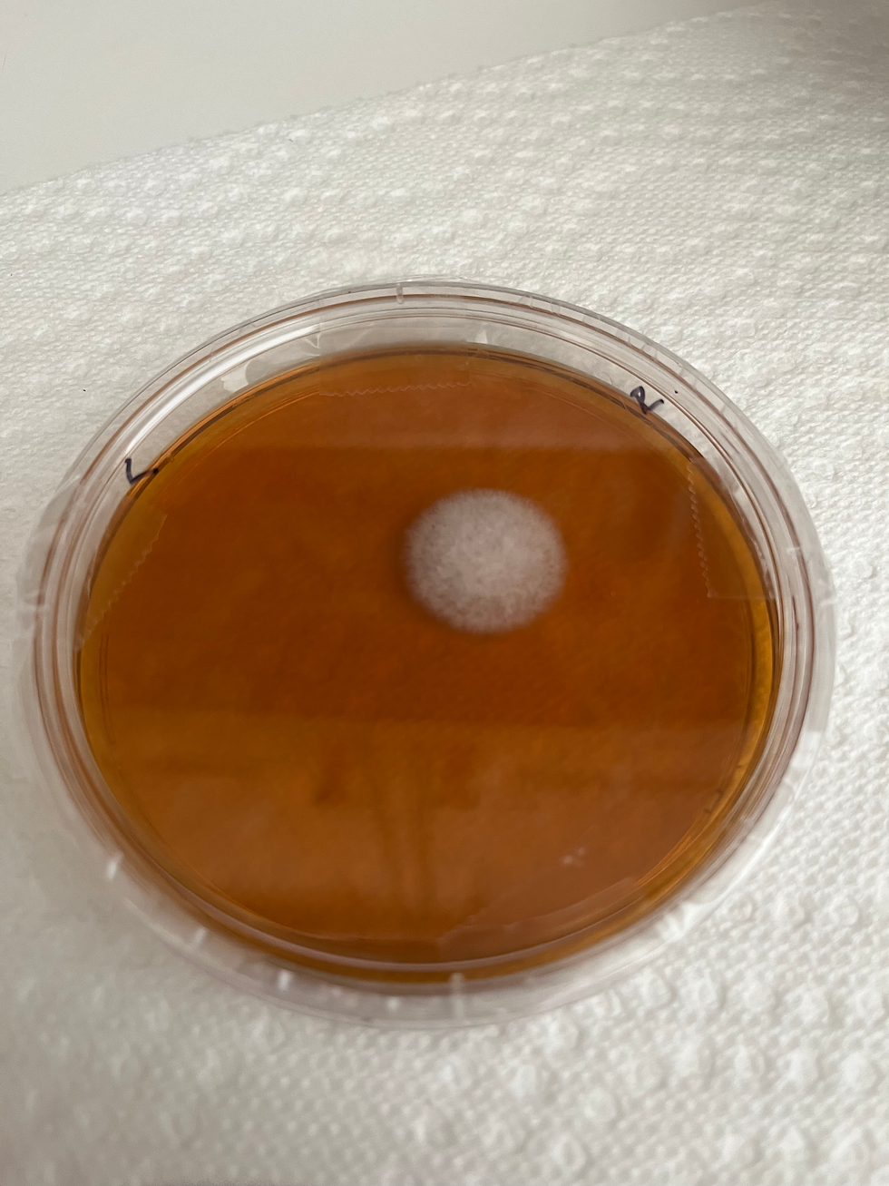 results picture of my nose test plate