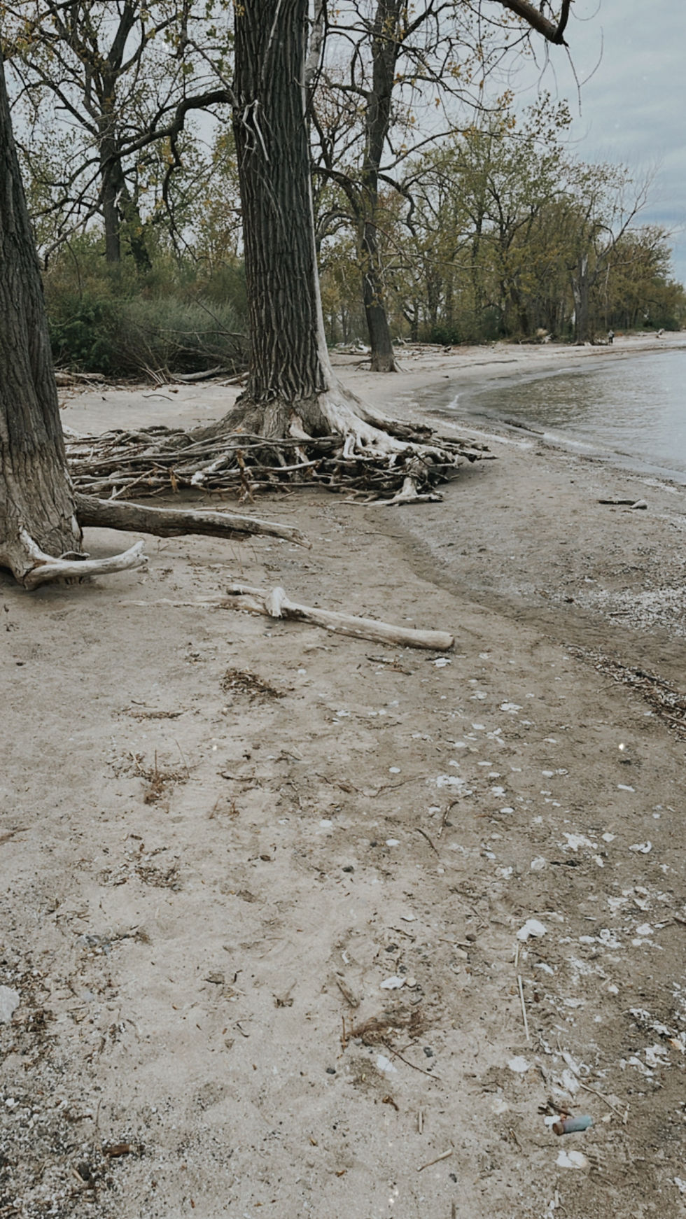 small beach front with lots of shells and tree roots visible.