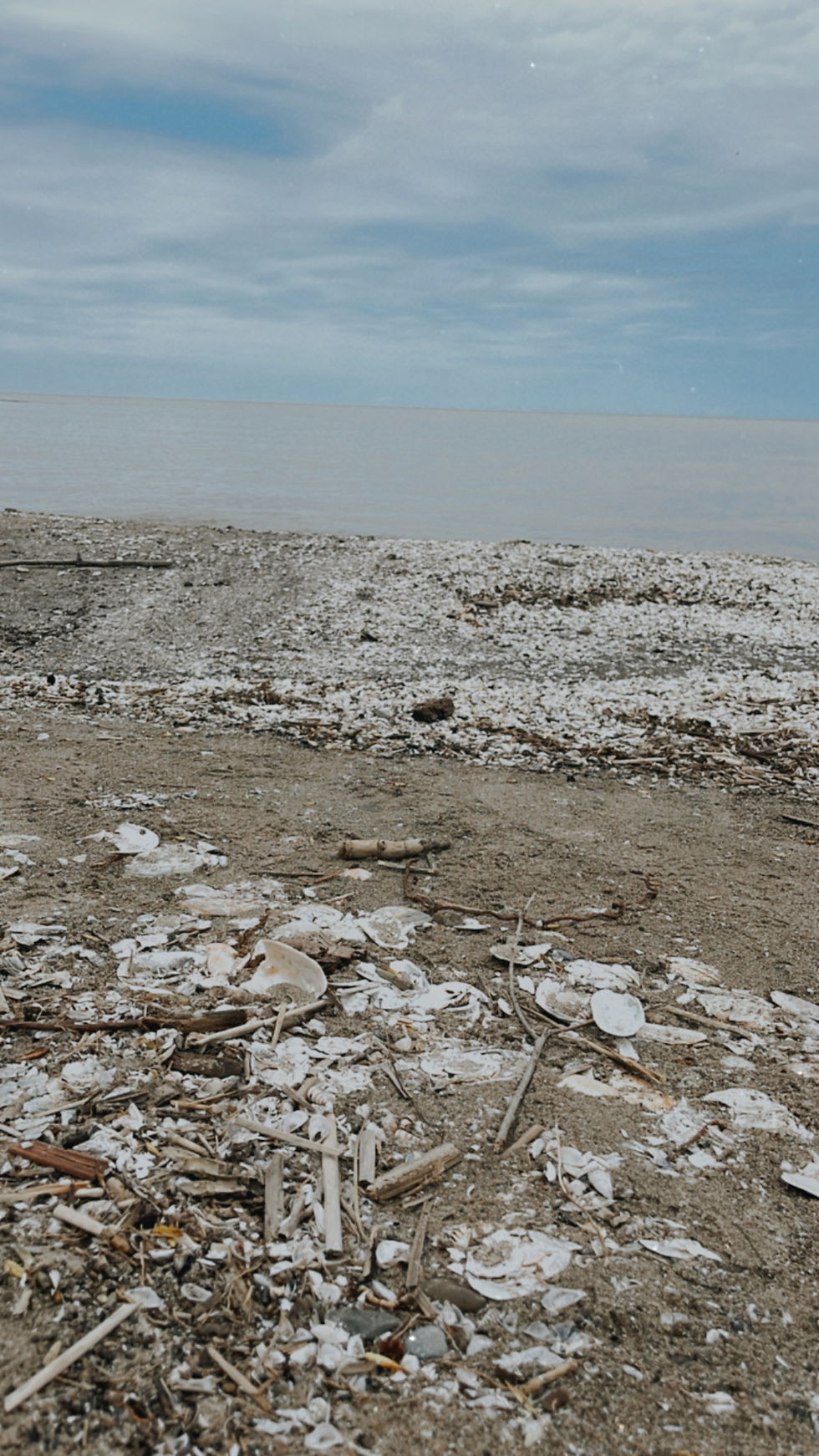 beach front with horizon view including the sand and shells