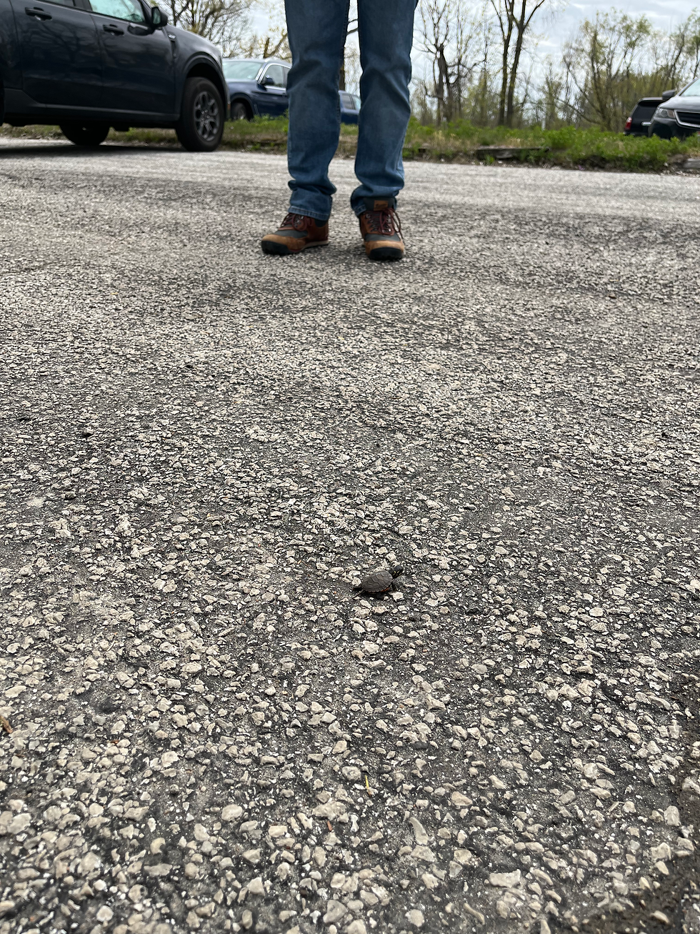 feet in parking lot in background and tiny baby turtle in foreground that almost blends into the asphalt! on our way to watch the birds!