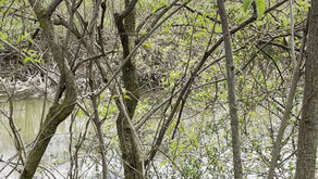 Yellow Throated Warbler spotted bird watching at the biggest week!