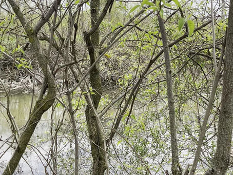 Yellow Throated Warbler spotted bird watching at the biggest week!