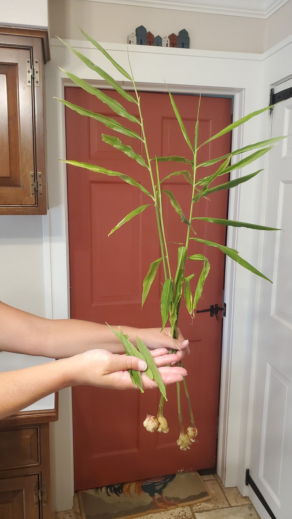holding fresh ginger
