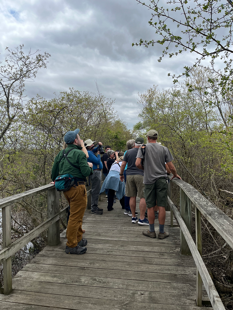 bird watchers in the appropriate gear in silence looking up at the sky on the crowded boardwalk for the biggest week!