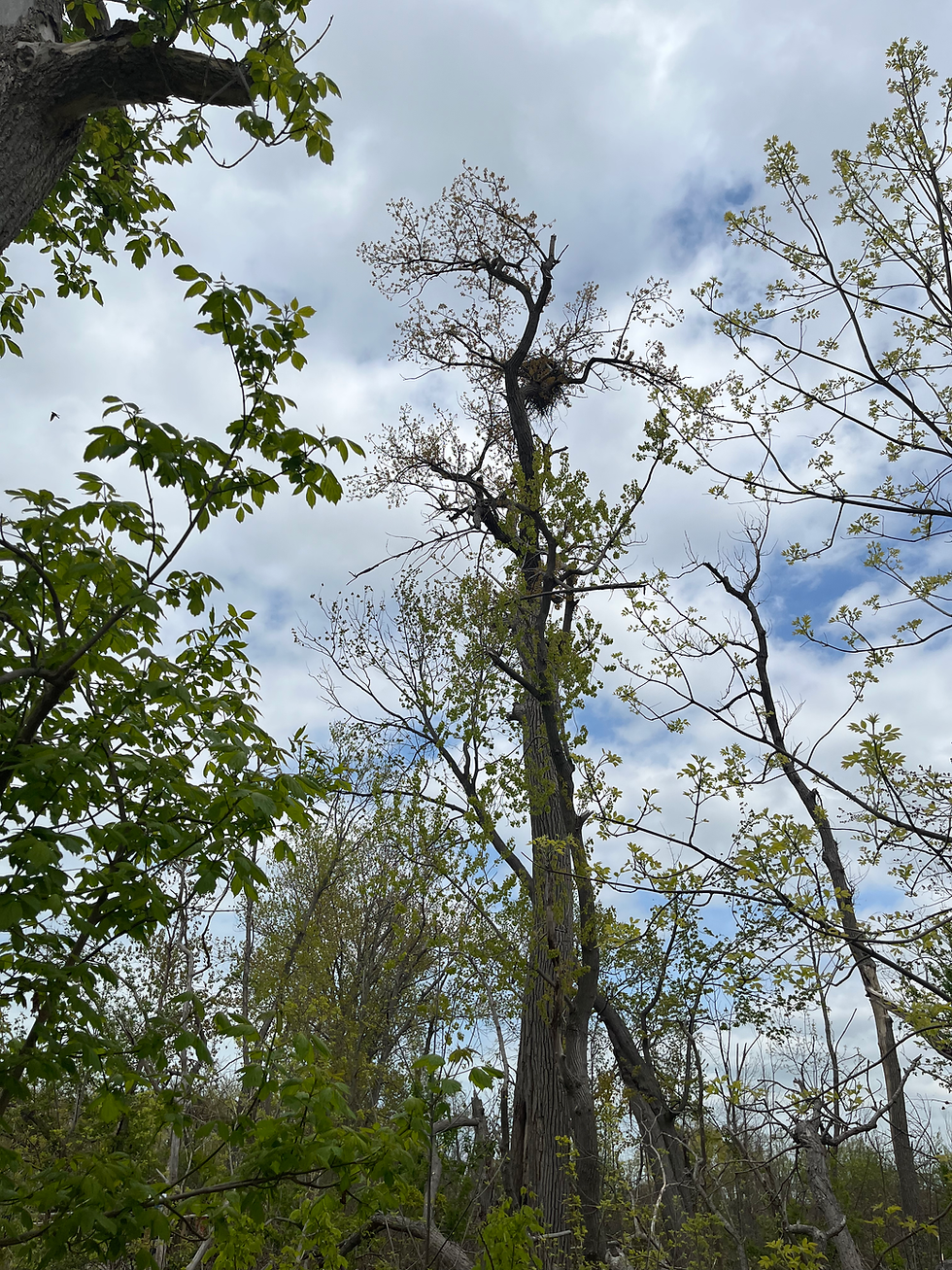 eagles next way up high in a pretty bare tree, looking kind of at the bottom of the birds nest.