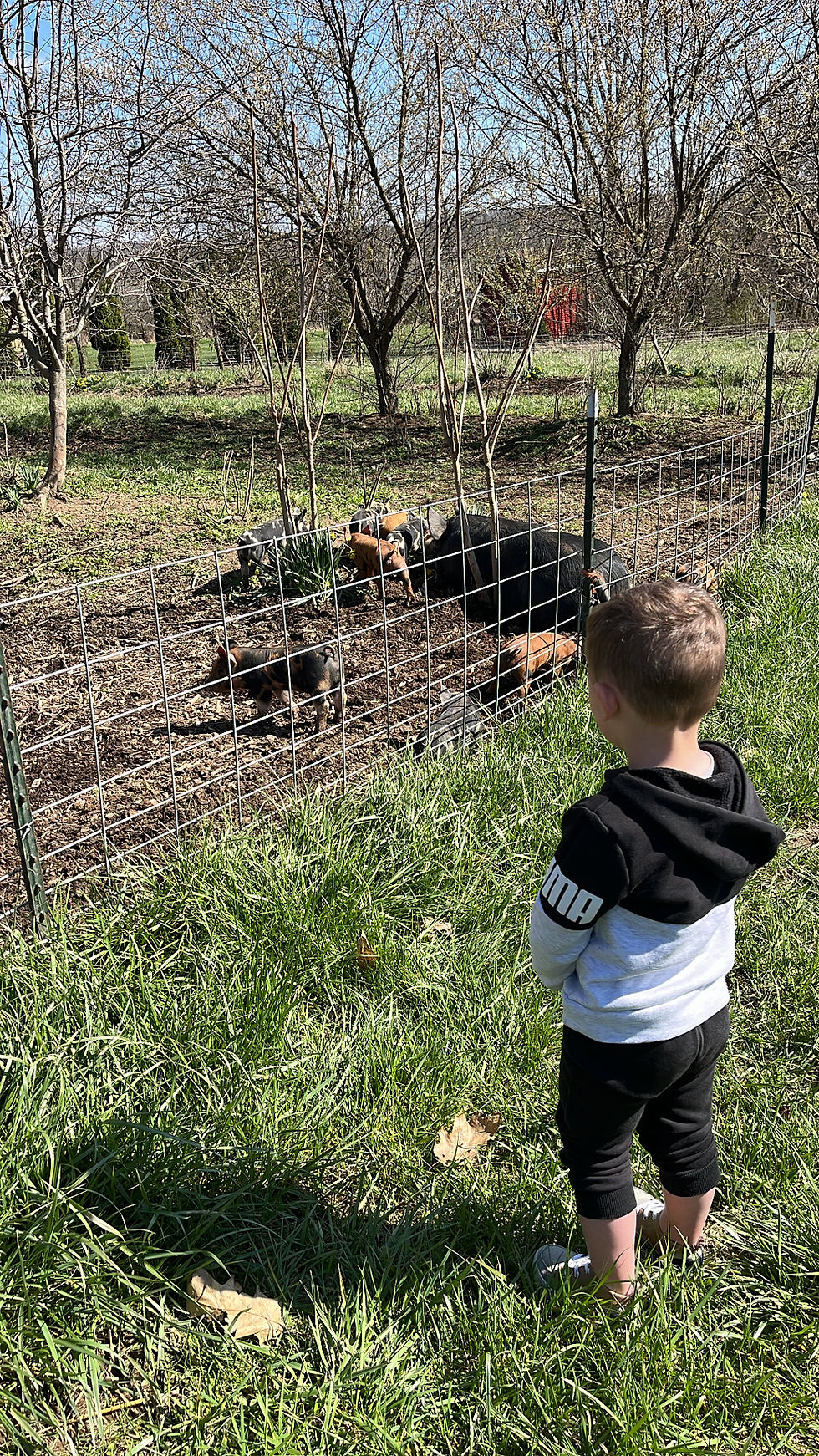 pigs on the farm