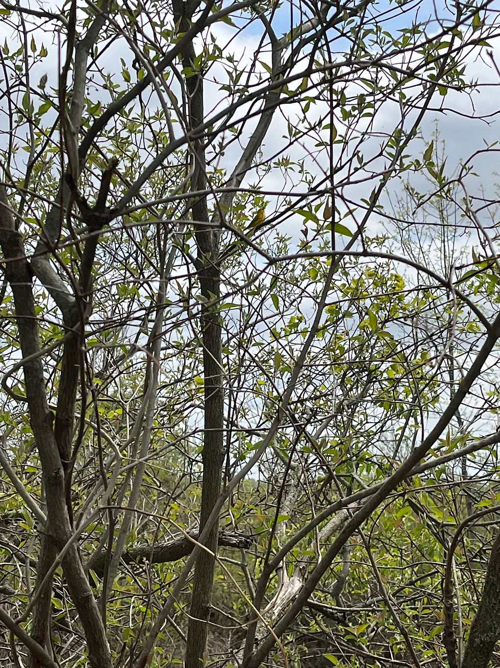 warbler sitting on tree branch