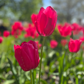 2024 Tulip Festival in Holland, Michigan