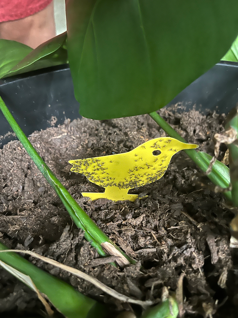 sticky gnat trap at work