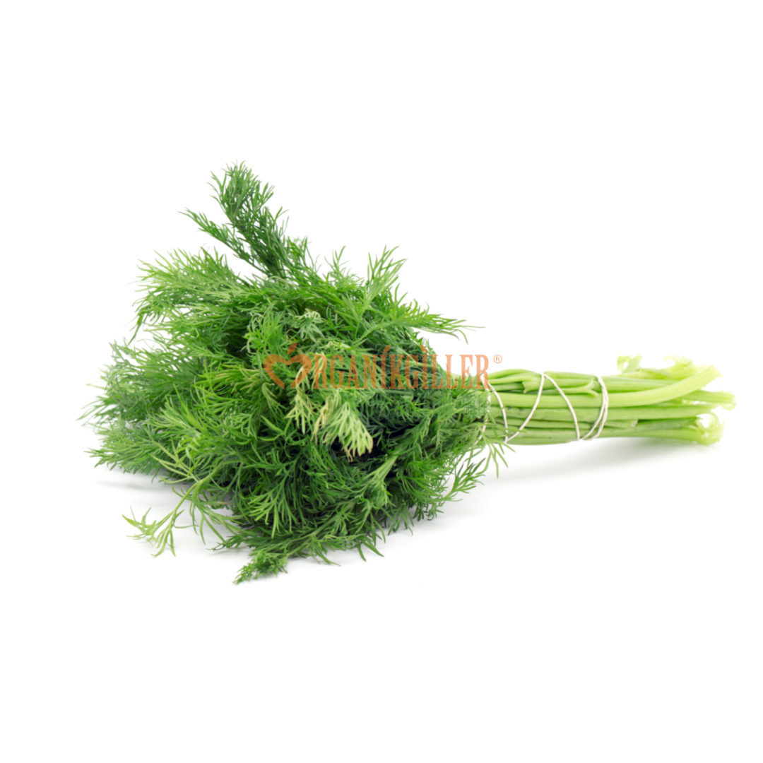 Organik Dereotu Bağ