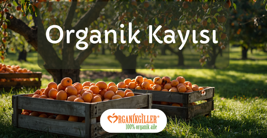 Org Kayısı Banner.png