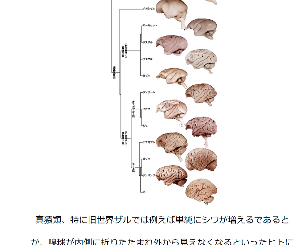 섬네일: 脳と栄養〜進化/比較動物学〜