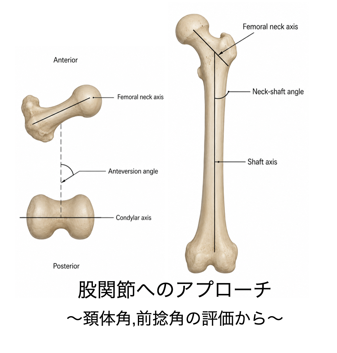 股関節へのアプローチ