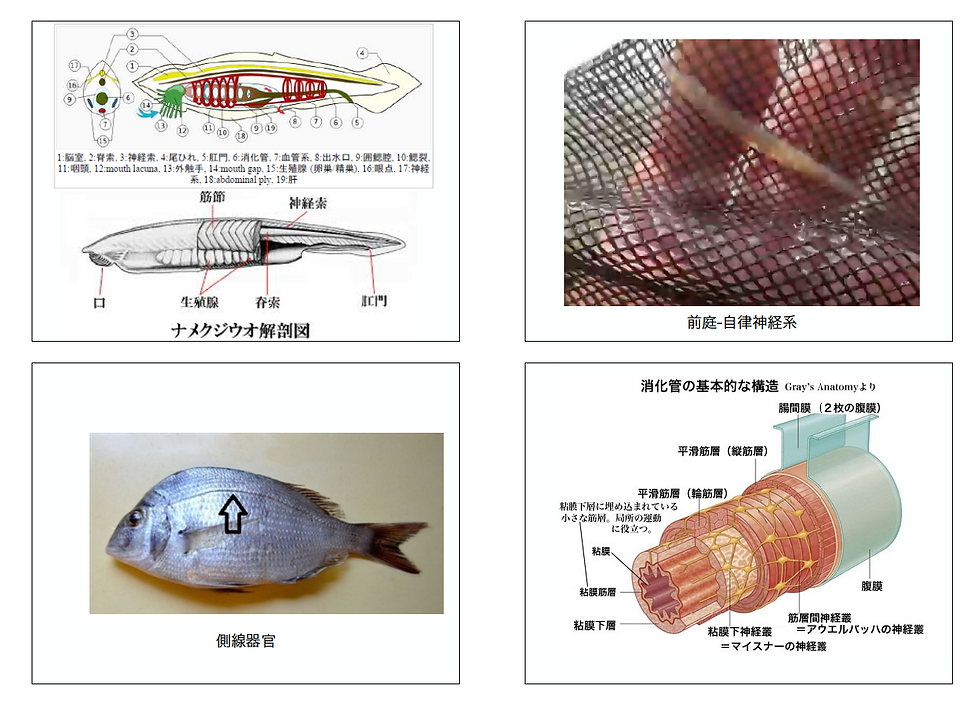 섬네일: いきもの運動学vol.2 ＋資料
