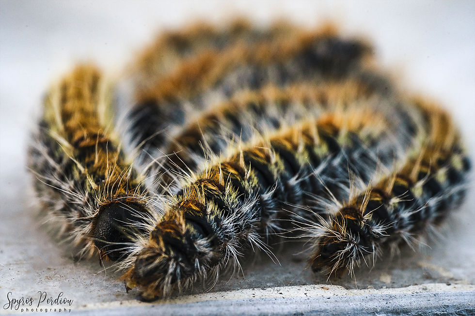 Pine Processionary Caterpillars_