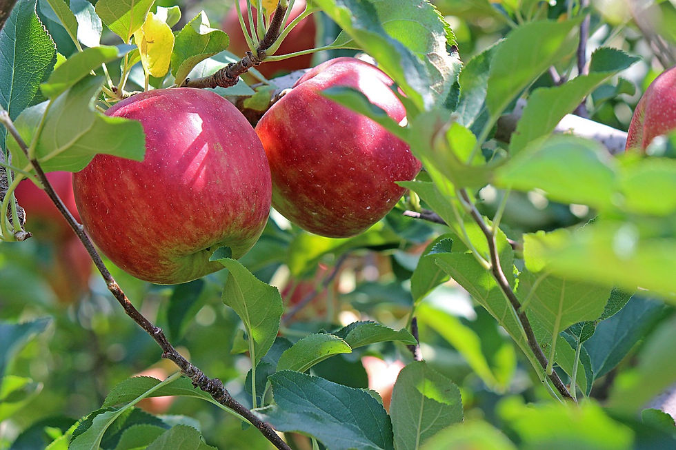 Apple Tree, Pixabay