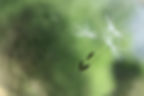 white-flying-dandelion-fluffs-2022-11-12-07-54-59-utc.jpg
