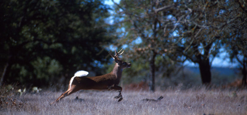 venado de cola blanca, deer white tail m