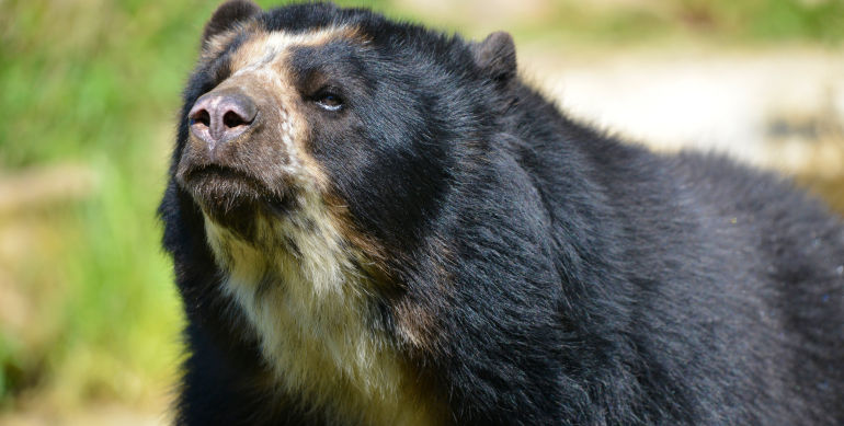 spectacled bear cocora.jpg