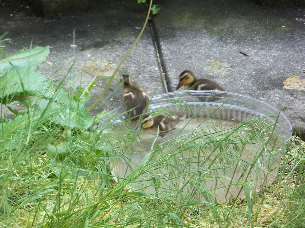Duckling Siblings in the Tub