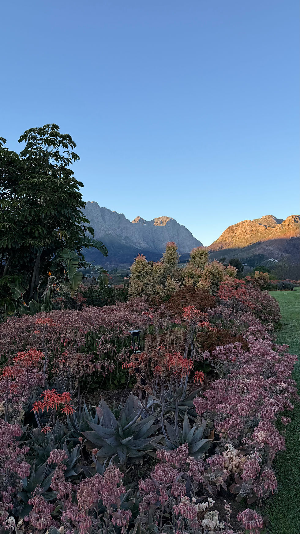 Blick über einen Garten auf die Berge von Franschhoek im Abendlicht