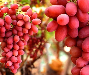 crimson-seedless.jpg