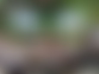 Arhavi'de maden ocaklarına tepki sürüyor