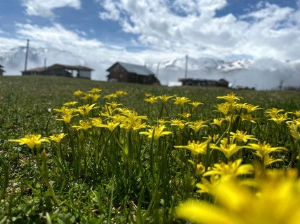 Kaçkarların gözde yaylası Badara sezonu açtı