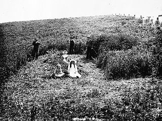Harvesting with sickles 1900.jpg
