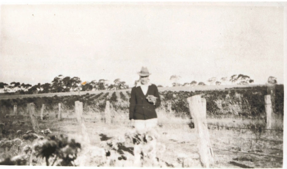 "Prospect", five acres of wine grapes planted by Francis Treloar, Watervale.