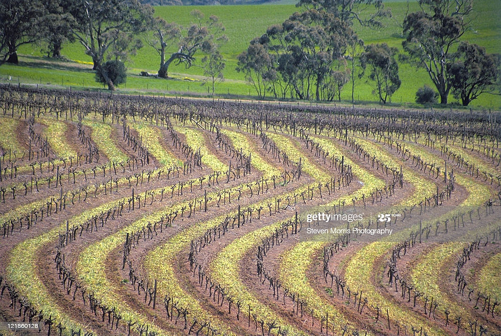 Vineyard Of The Leasingham Winery Clare