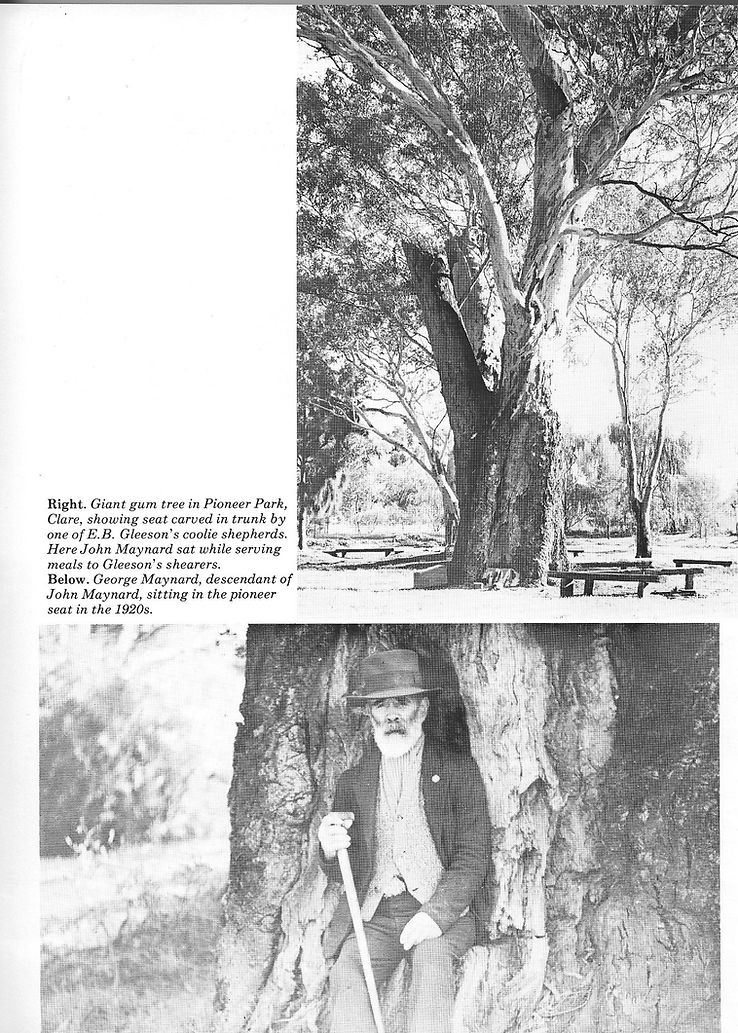 Old gum tree in Pioneer Park Clare SA.jp
