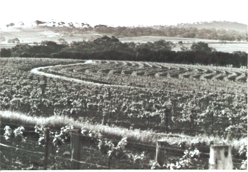 Buring and Sobels Vineyards at Watervale