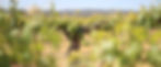 Pikes Wine.jpg