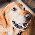 Golden retriever_edited.jpg