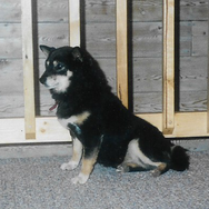 Keesha